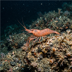 Chlorotocus Crassicornis - Green Shrimp (Chlorotocus crassicornis) Thumbnail