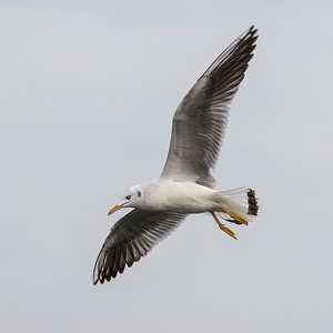 İnce Gagalı Martı (Chroicocephalus genei)