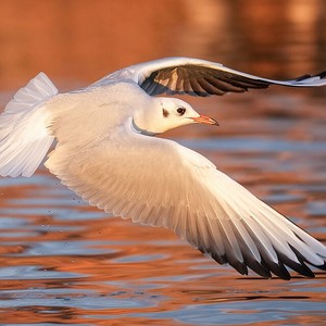Karabaş Martı (Chroicocephalus ridibundus)
