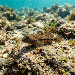 Chromogobius Quadrivittatus - Chestnut Goby (Chromogobius quadrivittatus) Thumbnail