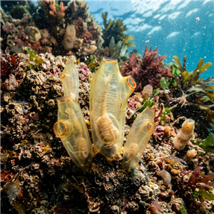 Ciona İntestinalis - Ciona (Ciona intestinalis) Thumbnail