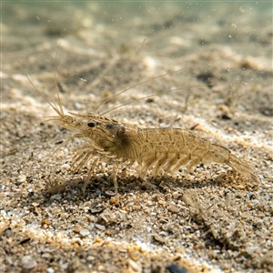 Crangon Vulgaris (Crangon crangon) Thumbnail
