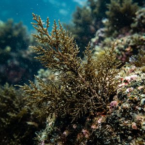 Cystoseira Barbata (Cystoseira aurantia) Thumbnail