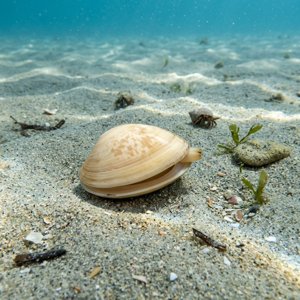 Cytherea Chione (Callista chione) Thumbnail