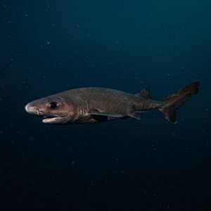 Küt Burunlu Köpekbalığı - Kitefin Shark (Dalışatias licha) Thumbnail