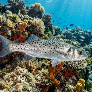 Beneklilevrek - Spotted Seabass Thumbnail