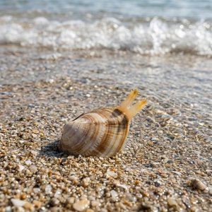 Donacilla Cornea - Corneous Wedge Clam (Donacilla cornea) Thumbnail