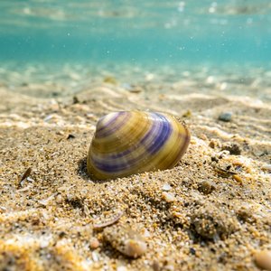 Donax Trunculus - Truncate Donax (Donax trunculus) Thumbnail