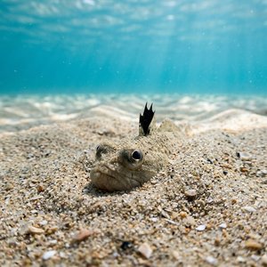 Varsam Balığı - Lesser Weever (Echiichthys vipera) Thumbnail