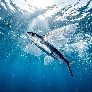 Uçan Balık - Oceanic Two-wing Flyingfish (Exocoetus obtusirostris) Thumbnail