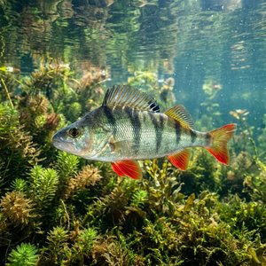 Fajinizm (Perca fluviatilis) Thumbnail