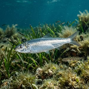 Flisa Balığı (Clupeonella cultriventris) Thumbnail