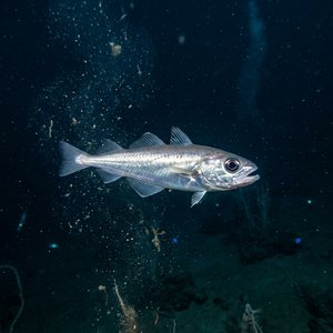 Pamukçuk Balığı - Silvery Cod (Gadiculus argenteus argenteus) Thumbnail