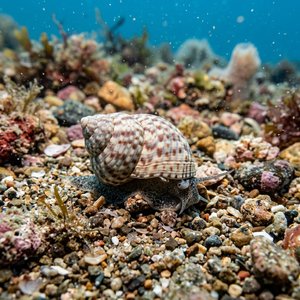 Gibbula Fanulum - Chapel Gibbula (Gibbula fanulum) Thumbnail