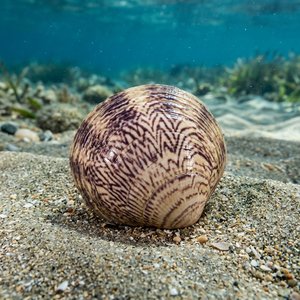 Glycymeris Nummaria (Glycymeris nummaria) Thumbnail