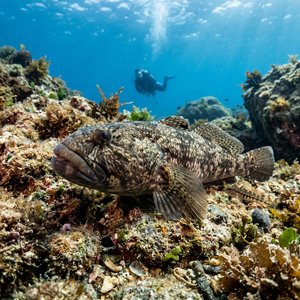 Kocabaşkaya - Giant Goby (Gobius cobitis) Thumbnail