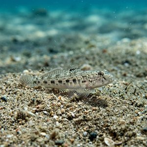 Kayabalığı - Slender Goby (Gobius geniporus) Thumbnail