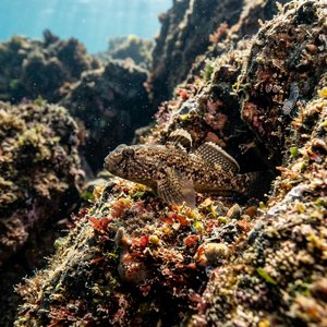 Hortumkaya Balığı - Rock Goby (Gobius paganellus) Thumbnail