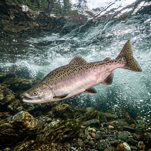 Güya Yukarı-göçer (Oncorhynchus gorbuscha) Thumbnail