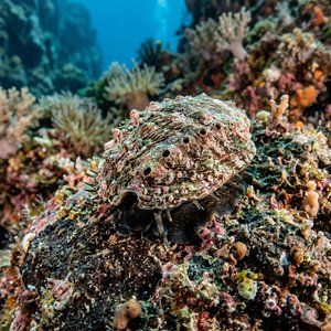 Haliotis Lamellosa (Haliotis lamellosa) Thumbnail