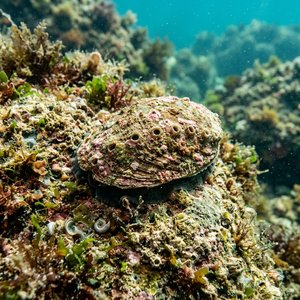 Haliotis Tuberculata Lamellosa (Haliotis lamellosa) Thumbnail