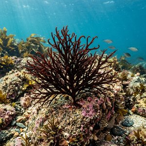 Halopitys İncurvus - Sea Pine (Halopitys incurvus) Thumbnail