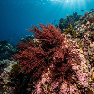 Halopitys Pinastroides (Halopitys incurvus) Thumbnail