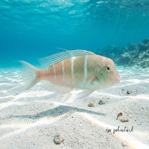 Ustura Balığı - Pearly Razorfish (Hemipteronotus novacula) Thumbnail