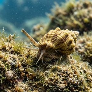 Hinia İncrassata - Thickened Nassa (Hinia incrassata) Thumbnail