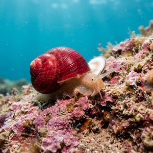 Homalopoma Sanguineum - Blood-stained Turbo (Homalopoma sanguineum) Thumbnail