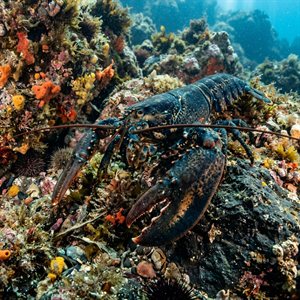 Istakoz - European Lobster (Homarus gammarus) Thumbnail