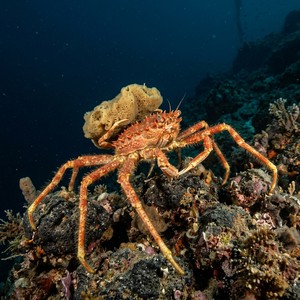 Homola Barbata - Homole Crab (Homola barbata) Thumbnail