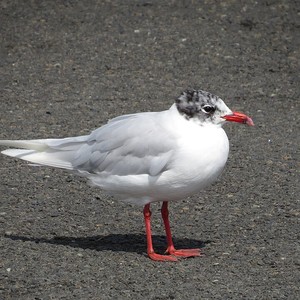 Akdeniz Martısı (Ichthyaetus melanocephalus)