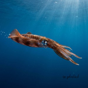 Illex Coindetii - Broadtail Squid (Illex coindetii) Thumbnail