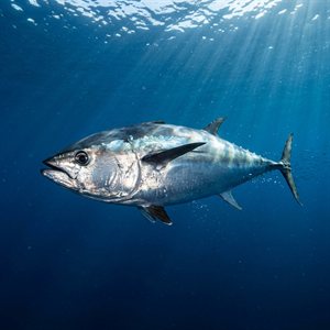 Irigözton (Thunnus obesus) Thumbnail