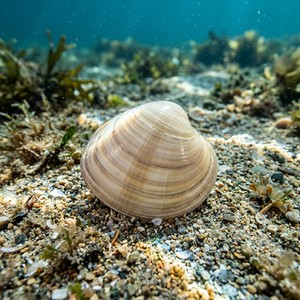 Laevicardium Crassum - Norwegian Egg Cockle (Laevicardium crassum) Thumbnail