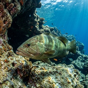 Lahoz (Epinephelus aeneus) Thumbnail