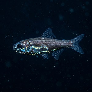 Lampanyctus Pusillus - Pygmy Lanternfish (Lampanyctus pusillus) Thumbnail