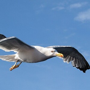 Gümüş Martı (Larus michahellis)