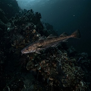 Uzungelincik Balığı (Molva macrophthalma) Thumbnail