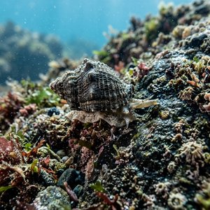 Nassa Reticulata (Hinia reticulata) Thumbnail
