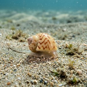 Natica Alderi (Lunatia pulchella) Thumbnail