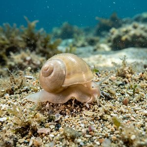 Natica Pulchella (Lunatia pulchella) Thumbnail