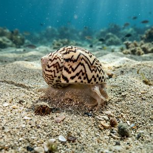 Naticarius Hebraeus - Hebrew Moon-shell (Naticarius hebraeus) Thumbnail