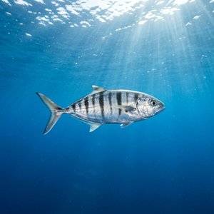 M Altapalamudu - Pilotfish (Naucrates ductor) Thumbnail