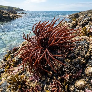 Nemalion Helminthoides - Sea Spaghetti (Nemalion helminthoides) Thumbnail