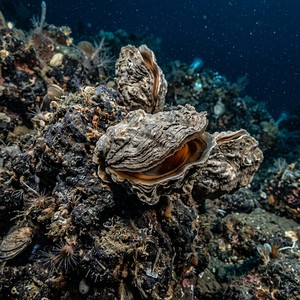 Neopycnodonte Cochlear - Spoon Oyster (Neopycnodonte cochlear) Thumbnail