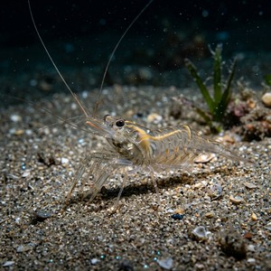Nika Edulis (Nika edulis) Thumbnail