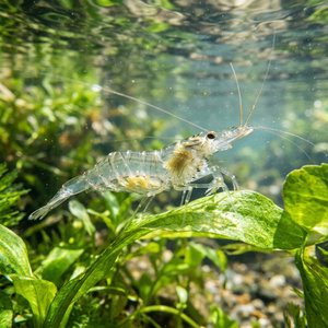 Hayalet Karides - Pond Shrimp (Palaemonetes antennarius) Thumbnail