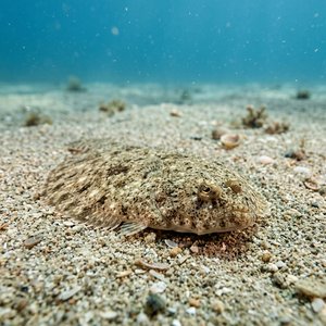 Dil Balığı - Adriatic Sole (Pegusa impar) Thumbnail